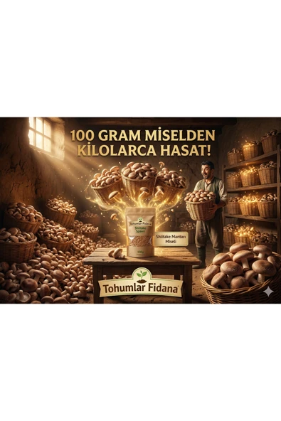 100 gram Shitake Mantar Tohumu Miseli - Resim 5