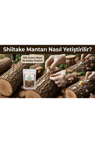 100 gram Shitake Mantar Tohumu Miseli - Resim 6