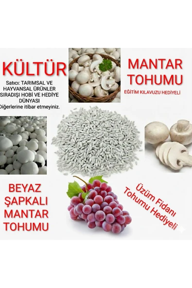 3000 Adet Beyaz Şapkalı Kültür Mantarı Tohumu ürün görseli 1