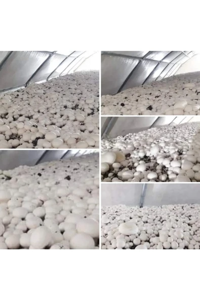 30.000 Adet Beyaz Şapkalı Kültür Mantarı Tohumu + Eğitim Kılavuzu ve Üzüm Fidanı Tohumu Hediye ürün görseli 1