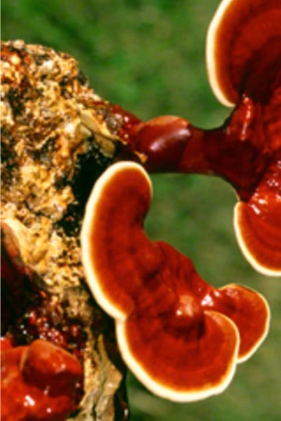 Reishi Ganoderma Lingzhi Mantar Tohumu +5000 Adet ürün görseli 1