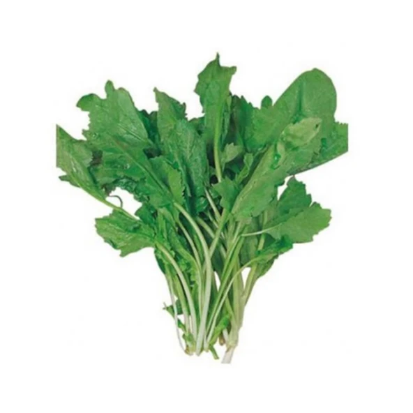Tere Tohumu 10 gr - Resim 3