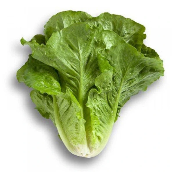 Yedikule Marul Tohumu 10 gr - Resim 3