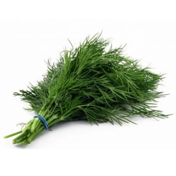 Dereotu Tohumu 10 gr - Resim 3