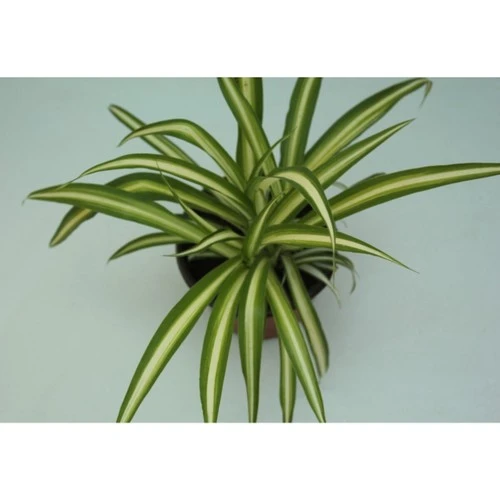 Kurdele Çiçeği Çift Renk Yapraklı 10-20 cm - Resim 2