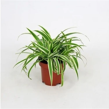 Saksılı Kurdele Çiçeği Chlorophytum Comosum - Resim 2