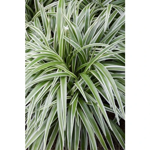 Comosum Kurdele Çiçeği Chlorophytum Comosum 10-20 cm - Resim 3