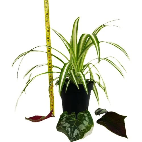 Saksılı Kurdele Çiçeği Chlorophytum Comosum - Resim 5