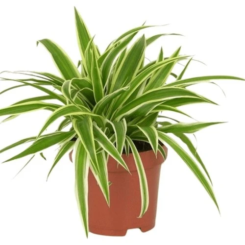 Comosum Kurdele Çiçeği Chlorophytum Comosum 10-20 cm ürün görseli 1