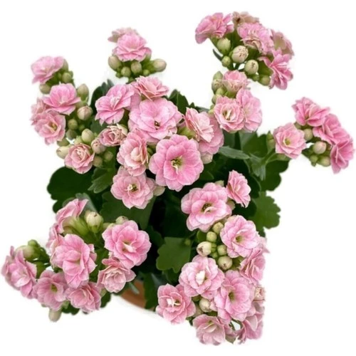 Kalanchoe (Kalanşo) Pembe 10-20 cm ürün görseli 1