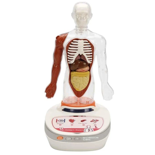 S00005280 BİLİM SET İNSAN VÜCUDU MODELİ 23PRÇ - Resim 2