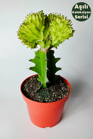 Koleksiyon Kaktüs Euphorbia Cristata Variegata Aşılı Nadir Geçişli 12 cm Saksıda ürün görseli 1