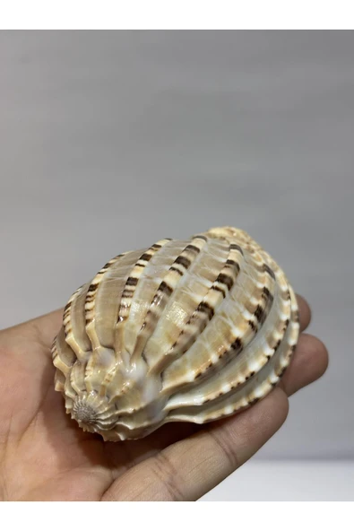 gemsartdeco HARPA SHELL - Resim 4