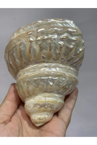 gemsartdeco UNDOSA SHELL - Resim 5