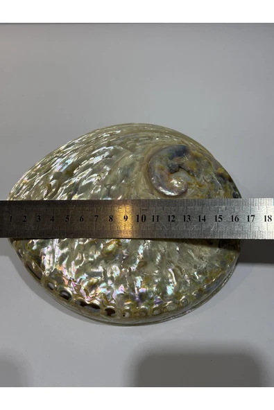 gemsartdeco Abalone Large Whitewidov - Resim 2