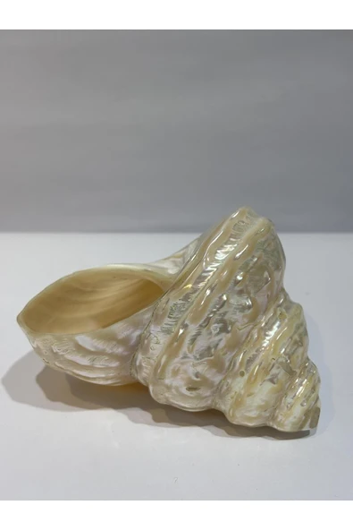 gemsartdeco UNDOSA SHELL - Resim 2