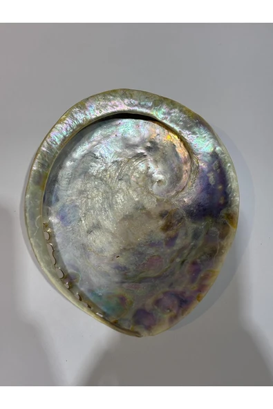 gemsartdeco Abalone Large Whitewidov - Resim 4