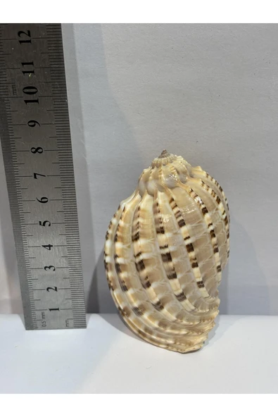 gemsartdeco HARPA SHELL - Resim 3