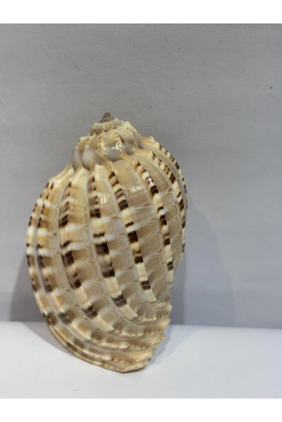 gemsartdeco HARPA SHELL - Resim 5