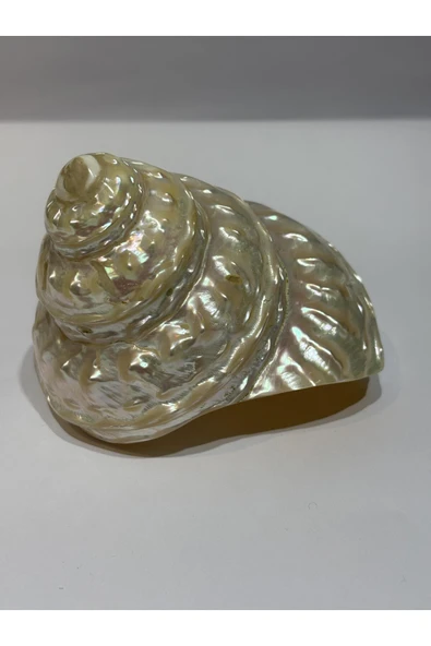 gemsartdeco UNDOSA SHELL - Resim 3