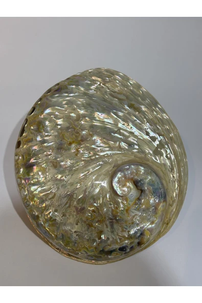 gemsartdeco Abalone Large Whitewidov ürün görseli 1