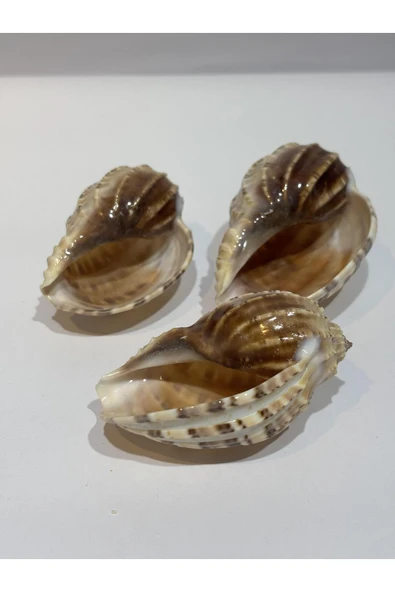 gemsartdeco HARPA SHELL ürün görseli 1