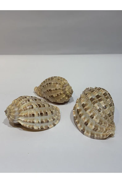 gemsartdeco HARPA SHELL - Resim 2