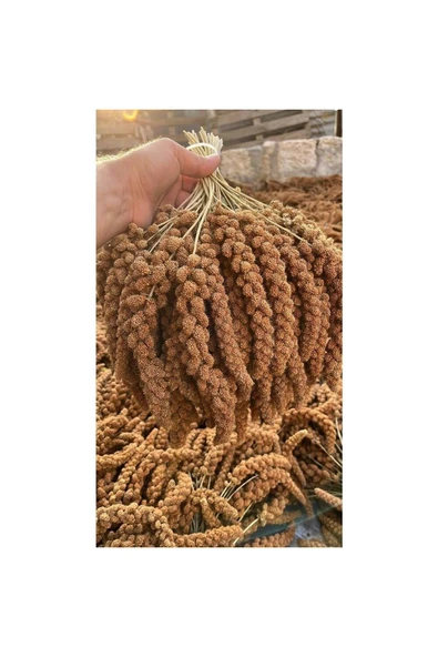 AKYOL MERGEN Organik Üretim Kızıl Dal Darı 500 Gr. ürün görseli 1