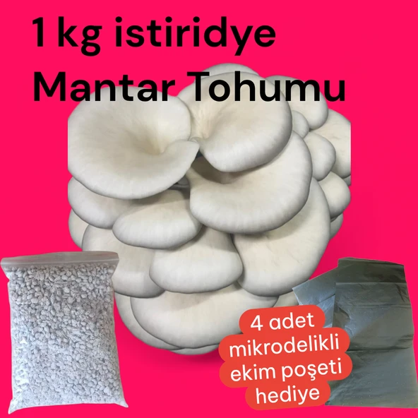 1 Kg İstiridye Mantar Tohumu ürün görseli 1