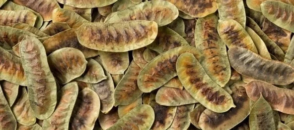 FATOŞ YÖRESEL AÇLIK OTU (DEVE GÖZÜ) 100 GR ürün görseli 1