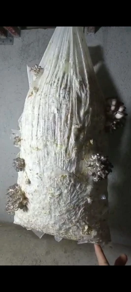 100 Gram İstiridye Mantar Tohumu - Resim 4