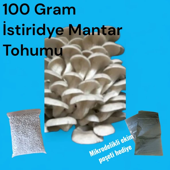 100 Gram İstiridye Mantar Tohumu ürün görseli 1