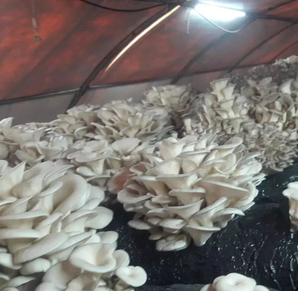 100 Gram İstiridye Mantar Tohumu - Resim 5