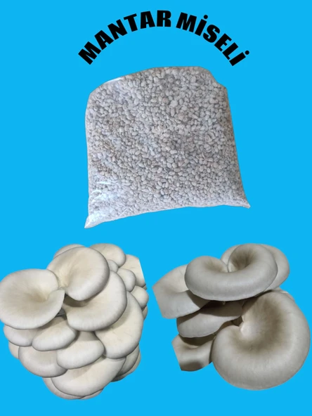 1.5 Kg İstiridye Manatarı Tohumu ( Ekim Poşeti hediyeli) ürün görseli 1