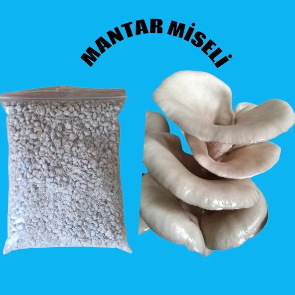 4 kg İstiridye mantarı tohumu ( 16 ekim poşeti hediye) ürün görseli 1