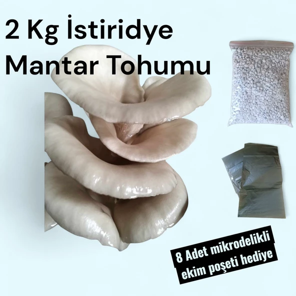 2 Kg Istiridye Mantarı Tohumu ürün görseli 1
