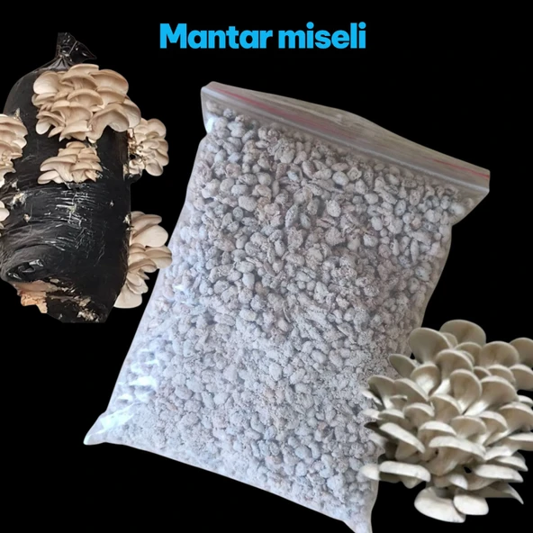İstiridye mantar tohumu 1 kg ( Çay posasında yetiştirmeye uygun) ürün görseli 1