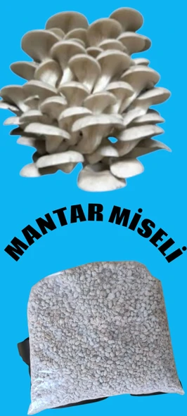 3 kg İstiridye Mantarı tohumu ( 12 ekim poşeti hediye) ürün görseli 1