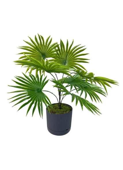 Yapay Salon Bitkisi Fan Palmiye 50*40cm 8Yaprak Plastik Antrasit Saksıda ürün görseli 1