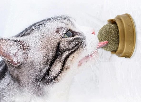 Kedi Otu Oyun Topu - Resim 2
