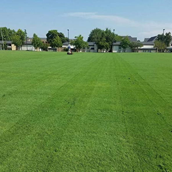 Uganda Çimi Bermuda grass 1 kg ürün görseli 1