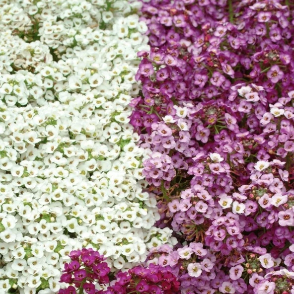 Alyssum Kraliyet Halısı Karışık Renk - Saksılık 10 Tohum ürün görseli 1