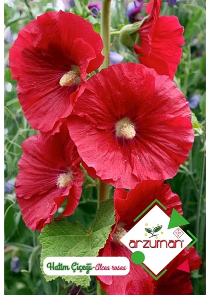 Hatim Çiçeği Tohumu Alcea Rosea 50 Adet ürün görseli 1