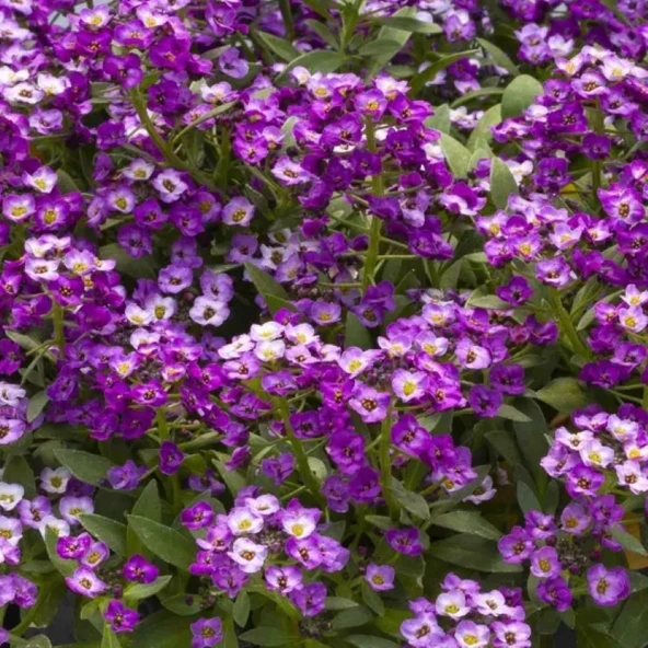 Alyssum Kraliyet Halısı Mor Renk - Saksılık 10 Tohum ürün görseli 1