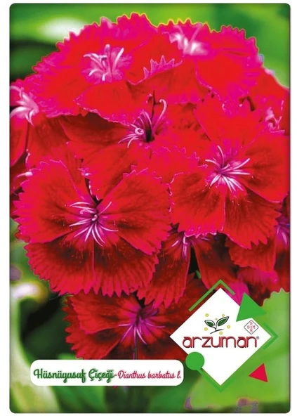 Hüsnüyusuf Çiçeği Tohumu Dianthus Barbatus İ. 100 Adet ürün görseli 1