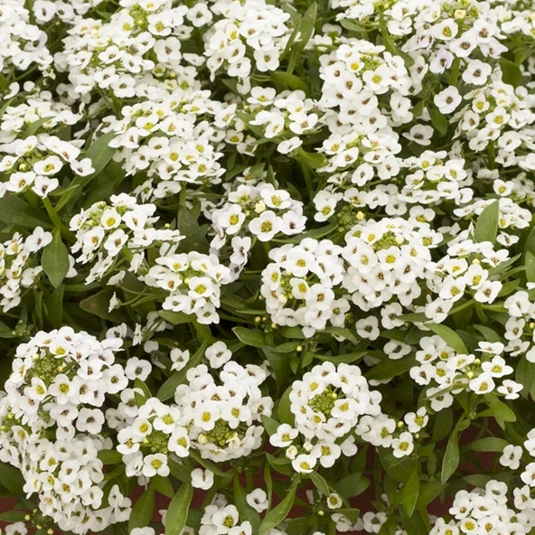 Alyssum Kraliyet Halısı Beyaz Renk - Saksılık 10 Tohum ürün görseli 1