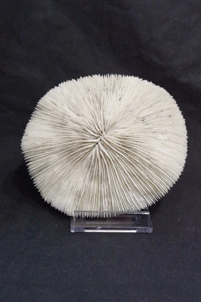 Mantar Mercan Dekoratif Parça Mushroom Coral 9DM ürün görseli 1