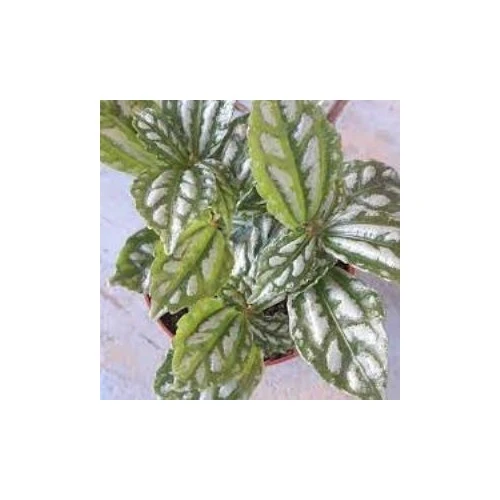 Karyağdı Alüminyum Çiçeği Topçu Çiçeği Fidanı Pilea Cadierei 3 Adet ürün görseli 1