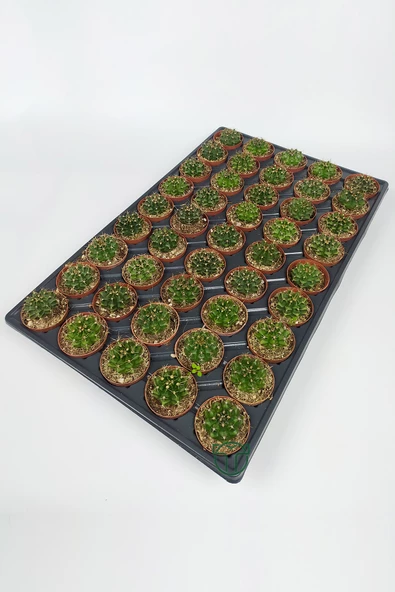 Gymnocalycium Mihanovichii 45 Adet T0PTAN (5.5 cm Saksıda) ürün görseli 1