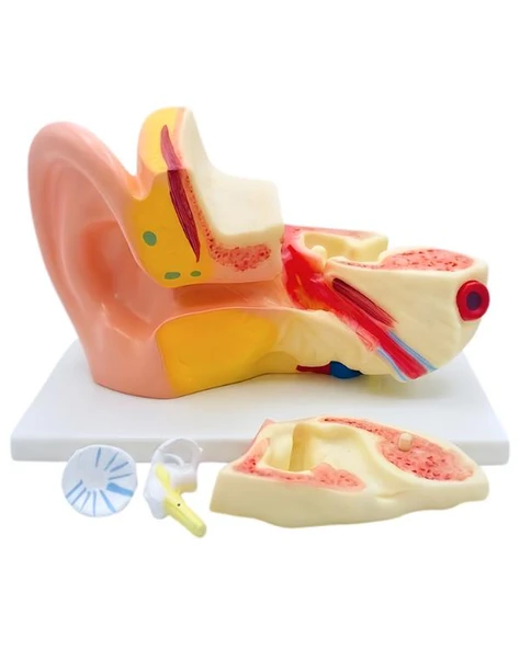 Temel 3 Boyutlu Anatomik Kulak Modeli, Çıkarılabilir Parçalı Stantlı Kulak Kesit Maketi ürün görseli 1